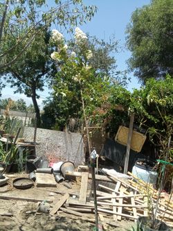 White crape myrtle