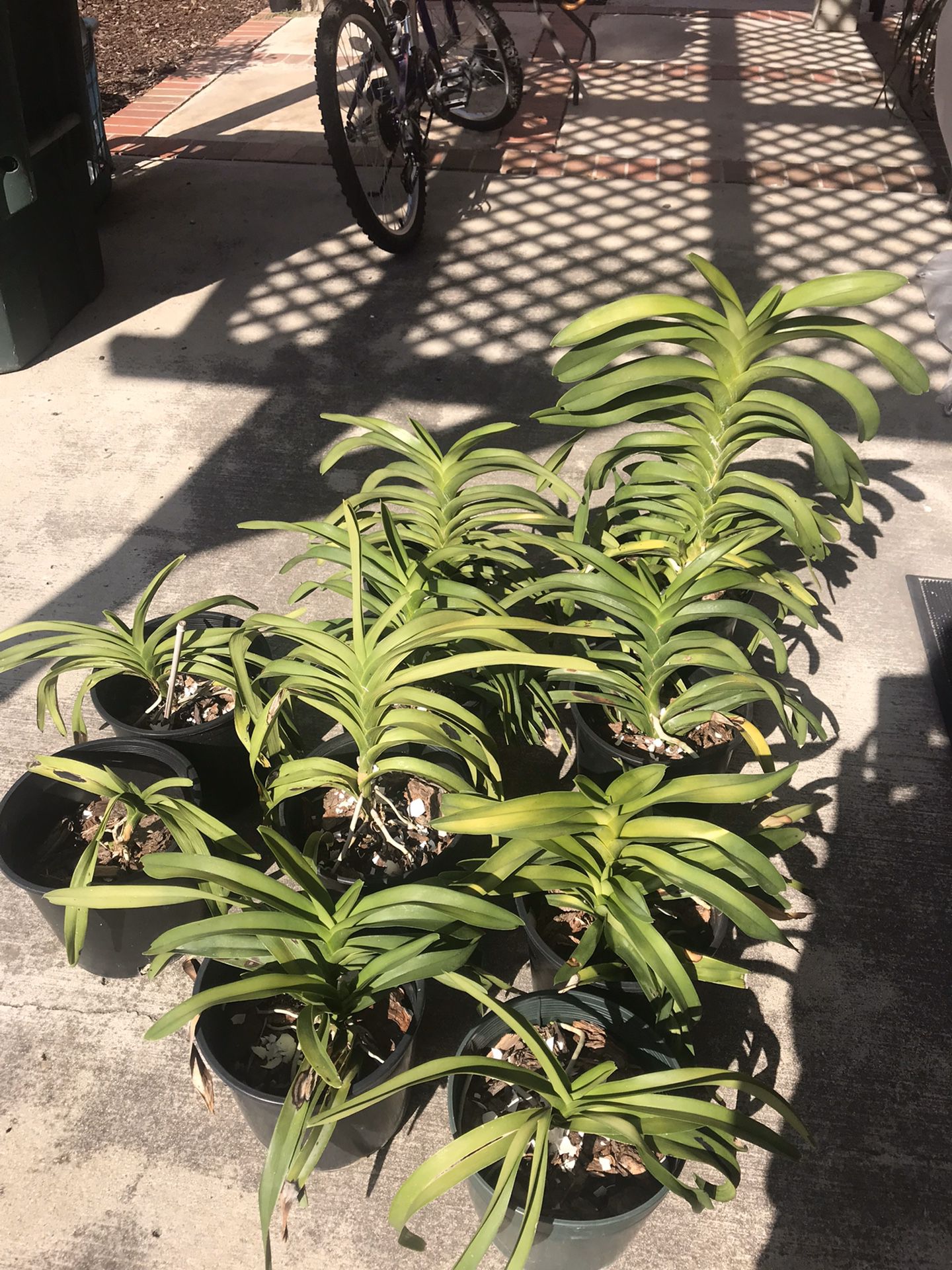 9 2 gallon pot full grown vanda orchids