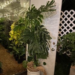 One of a kind***Giant 22” leaf Monstera Deliciosa, 5.5-6ft, white ceramic pot not included; 95820