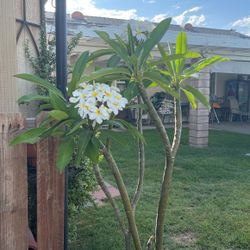 Plumeria Blanca