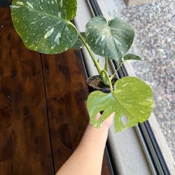 Thai Constellation Plant