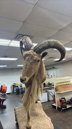 taxidermy pedestal mount