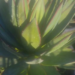 Agave Blue Glow 