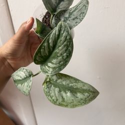 Scindapsus Exotica Read Description ⤵️