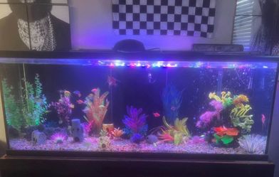 Beautiful  120 gallon tank