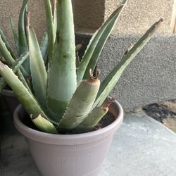 Aloe vera Plant In Pot