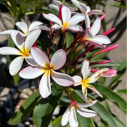 Plumeria 15 Gallon