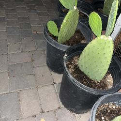 cacti/nopales