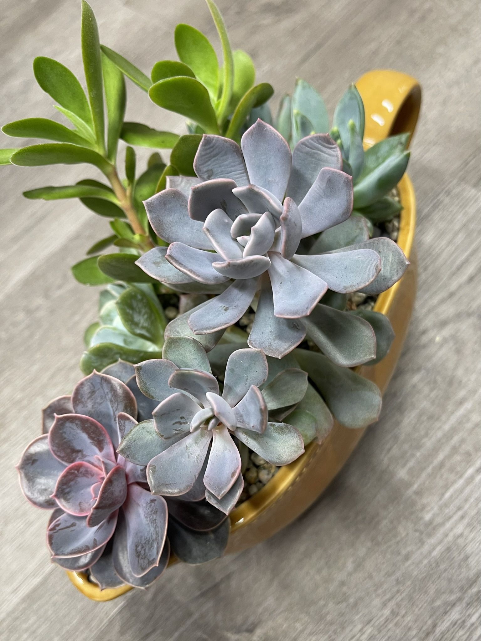 🎁 Beautiful Succulents Arrangement ( House Plants) In Ceramic Pot 3.5”H, 11"L.