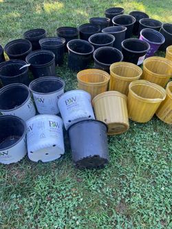 50. Nursery , 3 gallons size