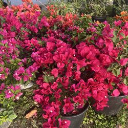 BOUGAINVILLEA PLANT (3 gallon pot) Landscaping and More!