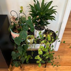 $5 plants each
