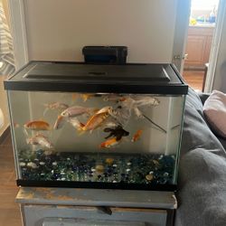 Fish Tank 
