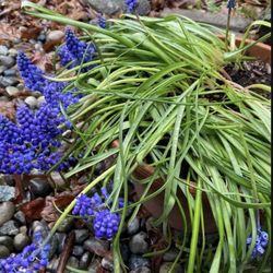 Large Pot Full Of Grape hyacinth, Muscari, Perennial Plant