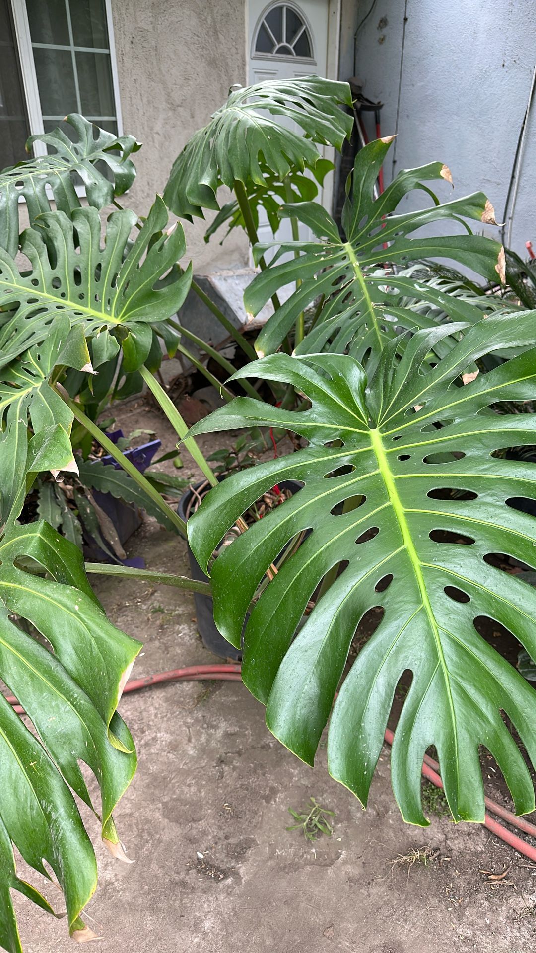 Misters Deliciosa Gigante