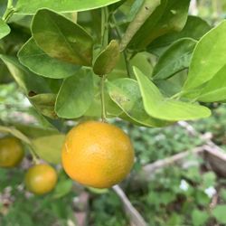 Kumquats Fresh.   5$/lb.  Tắc Tròn Việt Nam