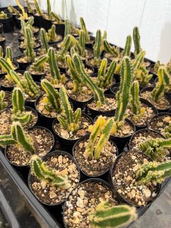 Variegated fairy castle cactus