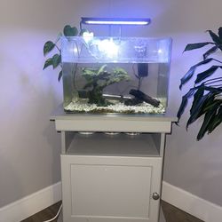 10 Gallon- Fully cycled Fish Tank And Stand