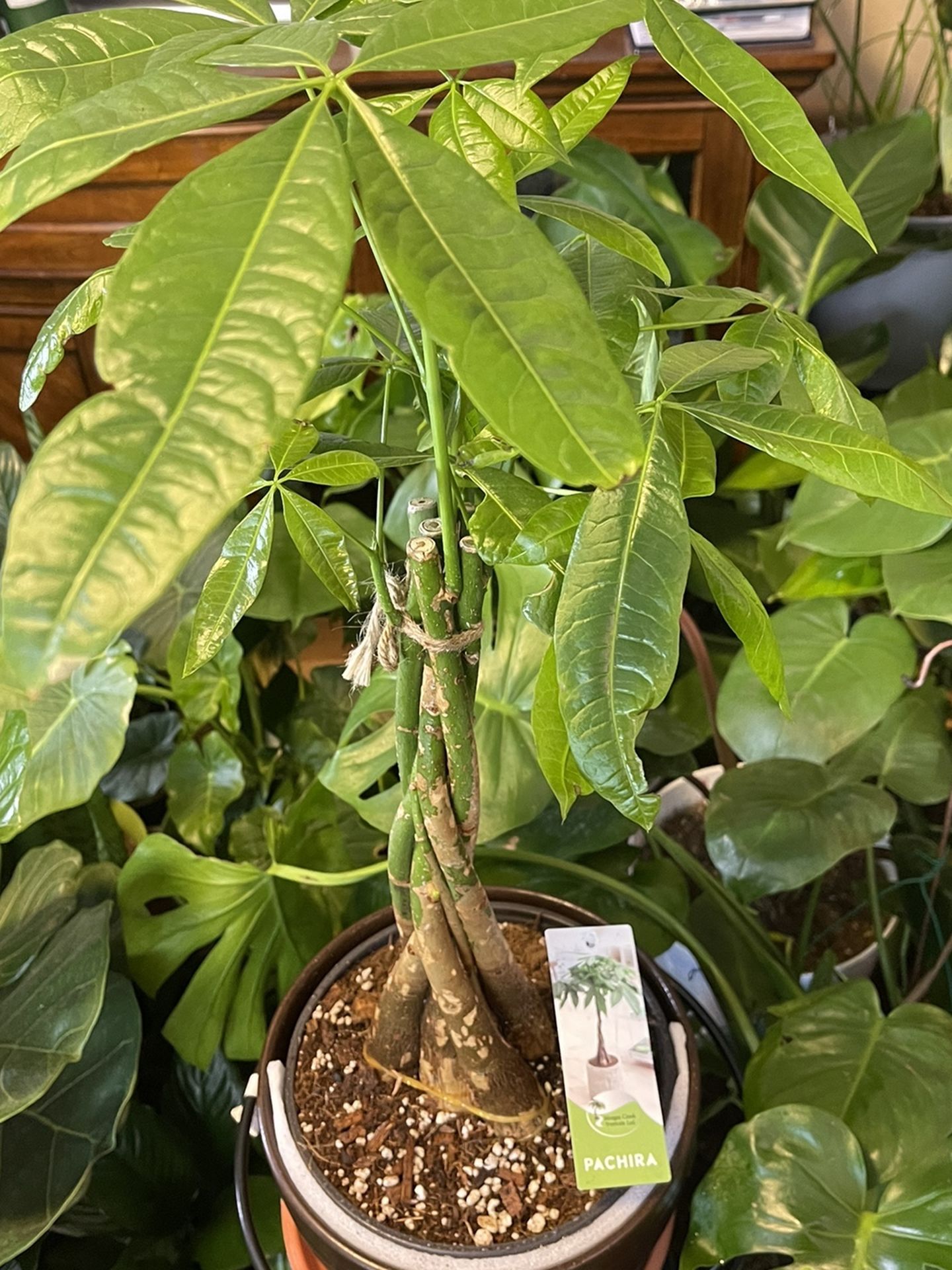 MONEY TREE , In 8 Inches Plastic Pot & 8 inches Ceramic Pot .