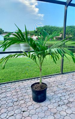 christmas palm adonidia merrillii (7 gallon)