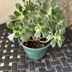 Aeonium Plant 