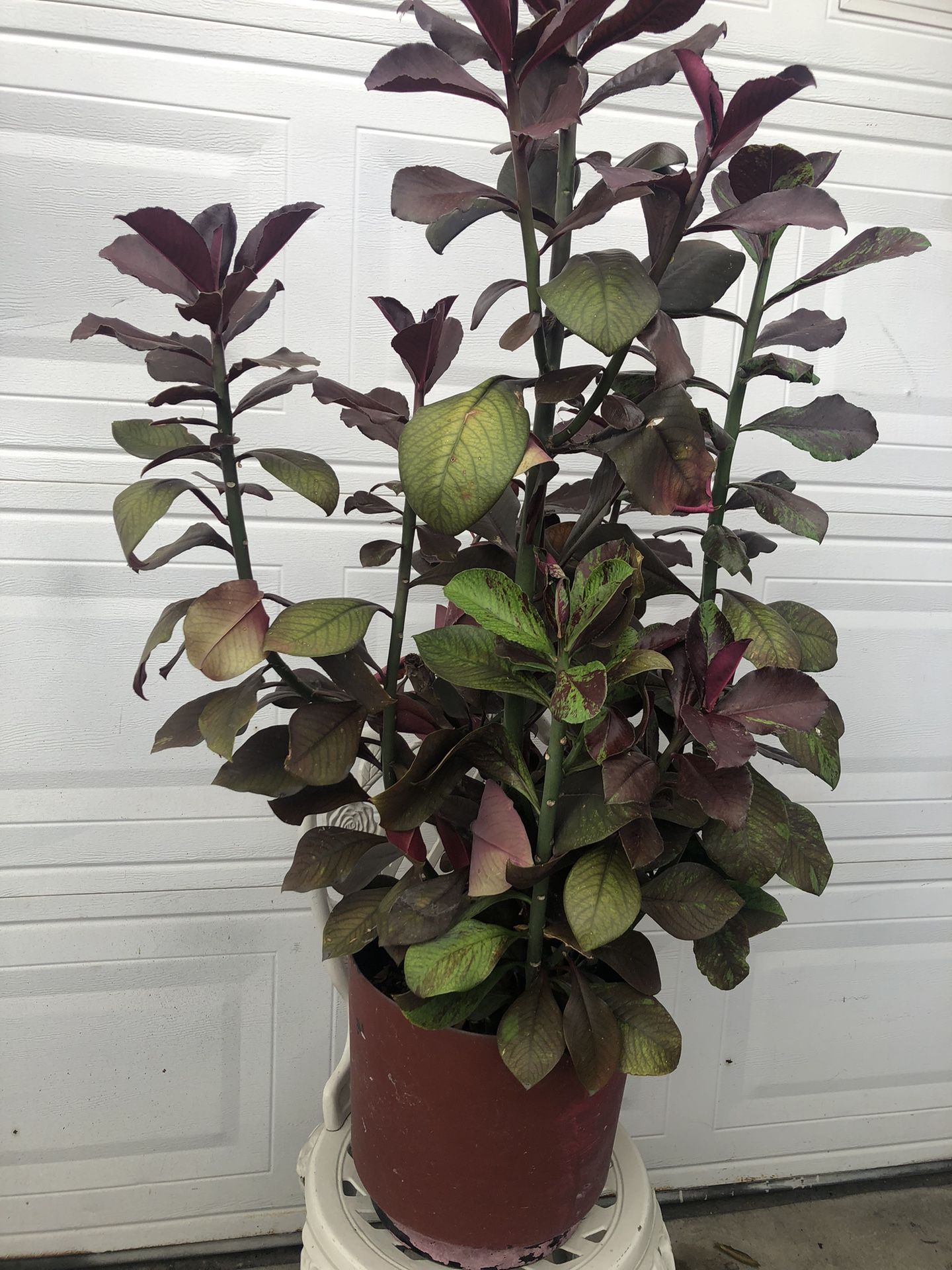 MILK BUSH PLANTS OR LECHERO AFRICANO PLANTS FULLY ROOTED
