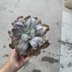6” Echeveria Etna