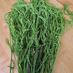 Chaom Plant (2-3 Ft Tall)