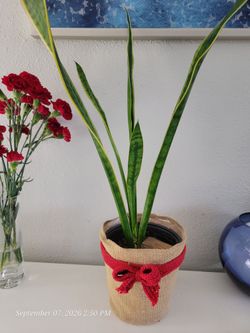 Sanseveria Plant