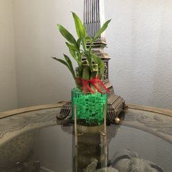 Lucky Bamboo Plant ( 5 Small Stalks)
