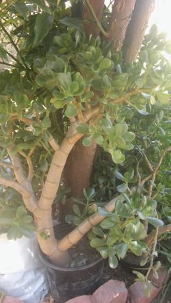 Jade plants