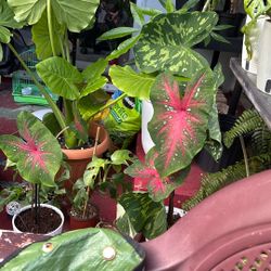 Plants For Sale 