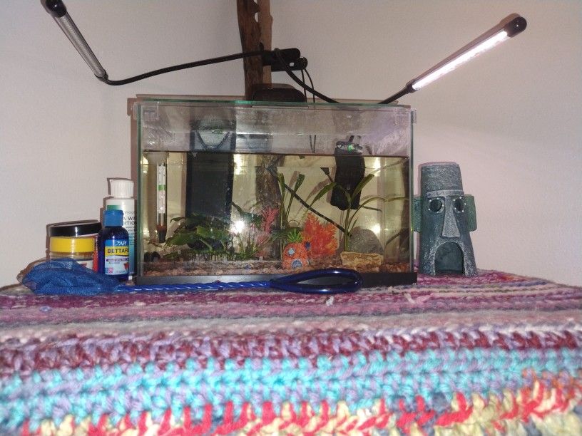 2.5 Gallon Fish Tank, Live Plants, Live Snail Included 