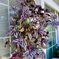 Wandering Jew Hanging Plant - Very Easy To Grow 