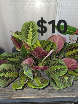 Maranta roja