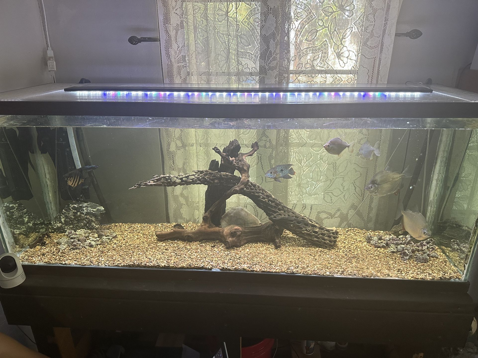 Fish Tank