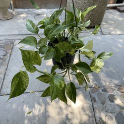6” Snow Queen Pothos