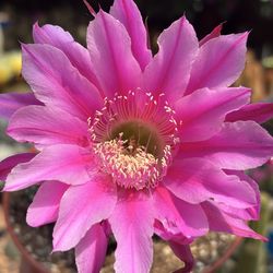 Variegated Echinopsis tubiflora