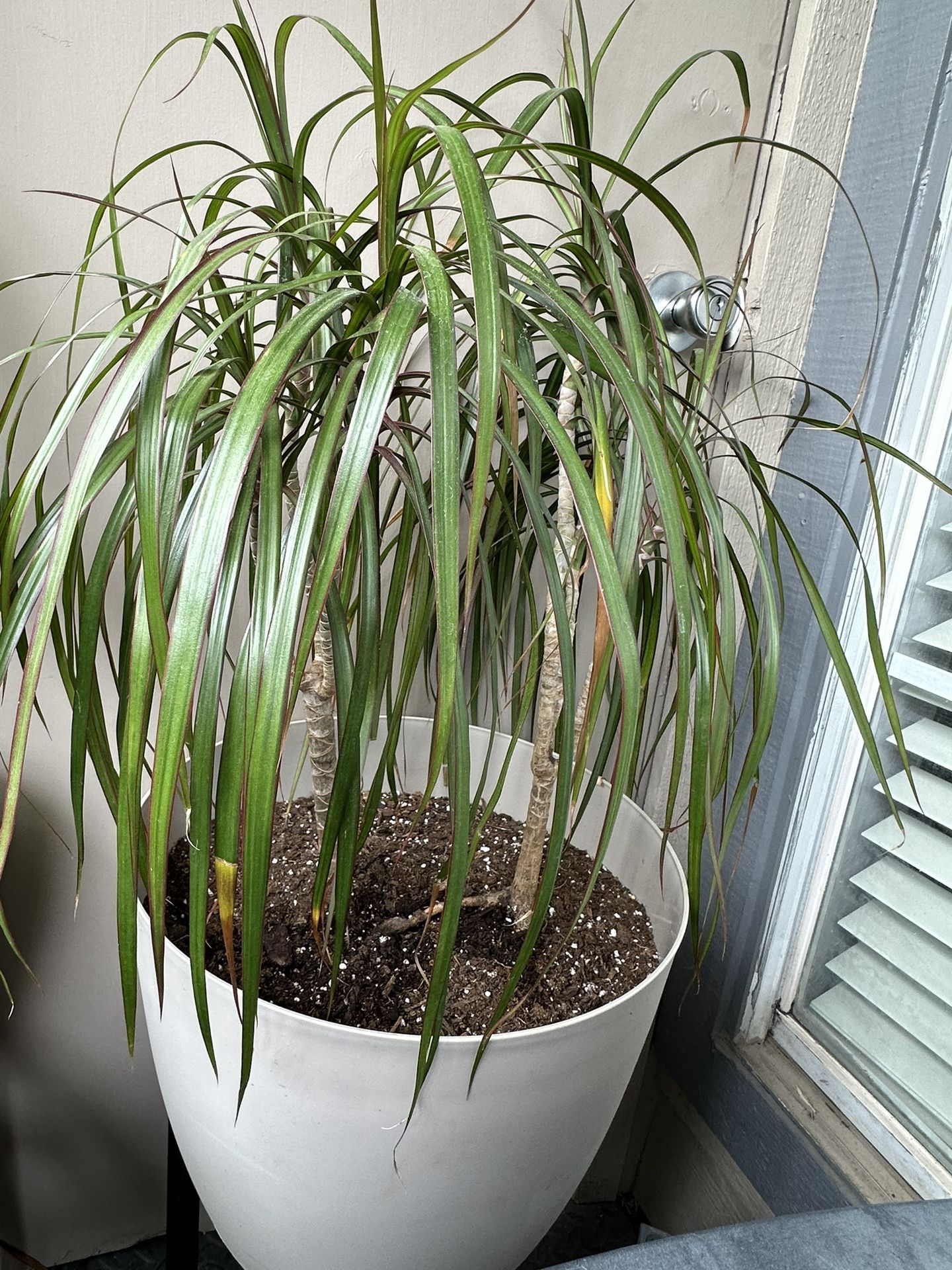 Natural Dracaena Plant in 12" Self-Watering Pot - Elegant Indoor Greenery for Any Space