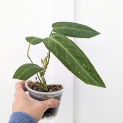 Collector's Plant: Anthurium King Warocqueanum - Indoor House Plants