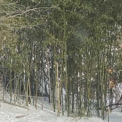 Bamboo Trees For Sale Any Size $25-$75