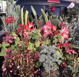 Plants and fruits trees/ Plantas y arboles frutales