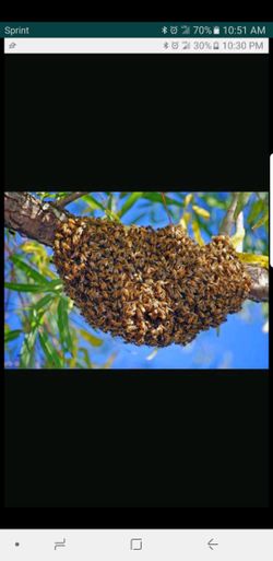 Honey Bee Removal Free