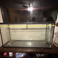 Turtle Tank