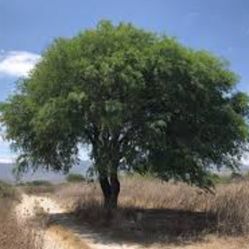 small ball and large ball mesquite trees are different prices 