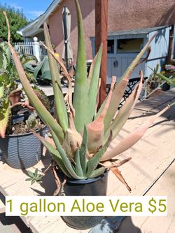 Aloe Vera