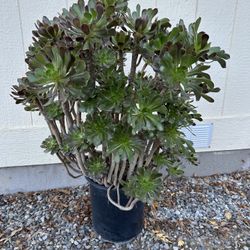 Succulent Plant In 5gl