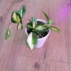 HOYA princess 👸 Starter