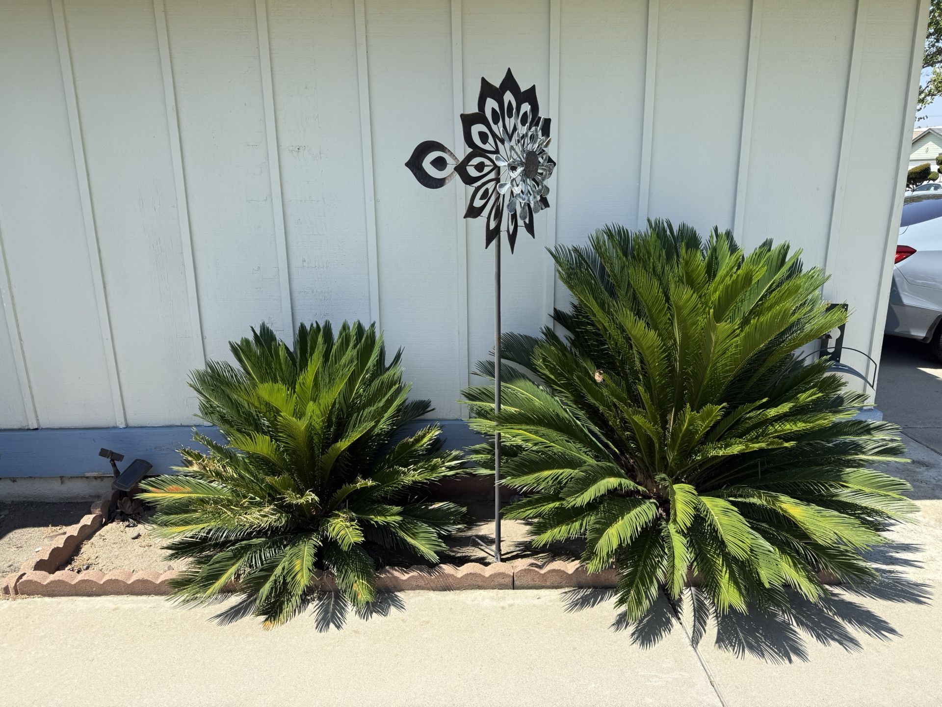 Palm Trees