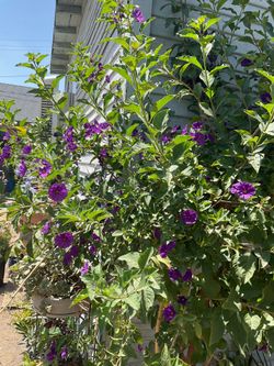 Blue Potato Bush Royal Grande